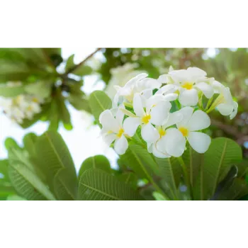   Natural Plumeria Plant